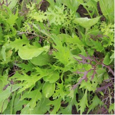 Oriental Mix / Mesclun Asian Mix